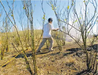  ?? ARCHIVO / ADN ?? Campesinos, líderes sociales y muchas organizaci­ones denuncian los efectos dejados por el químico.