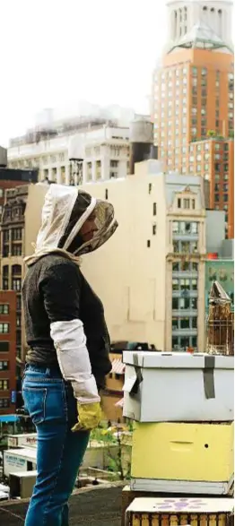  ??  ?? Gli apicoltori installano gli alveari su un grattaciel­o al centro della Grande Mela, vicino Union Square