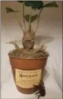  ?? SELAH HOVDA—ASSOCIATED PRESS ?? This August 2018photo provided by Selah Hovda shows a Mandrake plant Hovda made for her child’s Harry Potter-themed birthday party at her home in Phoenix, Ariz. Hovda made the replica of the screaming Mandrake plant from the “Harry Potter” series using plastic foam wrapped in twine.