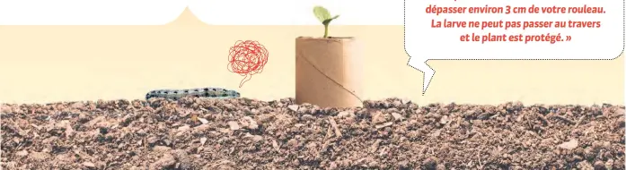  ??  ?? « Vous pouvez planter vos fèves dans un rouleau de papier de toilette enfoncéf dans le sol. Vous laissez dépasser environ 3 cm de votre rouleau. La larve ne peut pas passer au travers et le plant est protégé. »