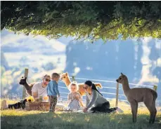  ??  ?? Nevalea Alpacas in Taumarunui