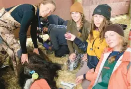  ?? MICHELLE OAKLEY PHOTOS ?? Dr. Michelle Oakley, star of her reality TV series “Dr. Oakley, Yukon Vet” on National Geographic Channel, trims the hooves of a musk ox in 2022 at the Alaska Wildlife Conservati­on Center in Girdwood, Alaska, assisted by daughters, Sierra, from left, Willow and Maya.