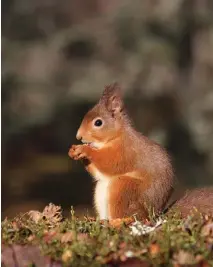  ??  ?? BELOW: RED SQUIRREL. RIGHT: ROE BUCK