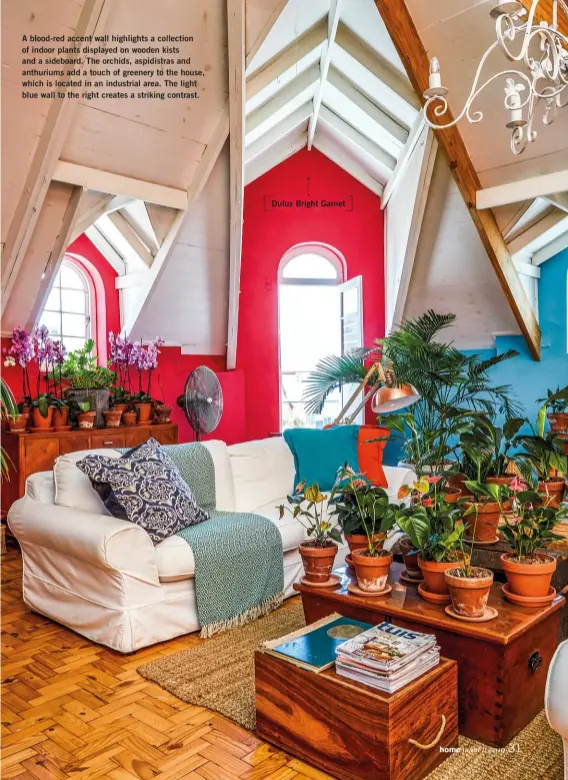  ??  ?? A blood-red accent wall highlights a collection of indoor plants displayed on wooden kists and a sideboard. The orchids, aspidistra­s and anthuriums add a touch of greenery to the house, which is located in an industrial area. The light blue wall to the right creates a striking contrast.