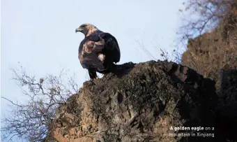  ?? ?? A golden eagle on a mountain in Xinjiang