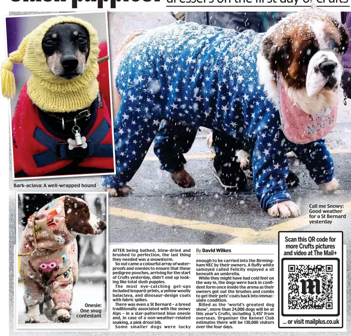  ?? ?? Bark-aclava: B k l A well-wrapped ll d hound h d
Onesie: One snug contestant
Call me Snowy: Good weather for a St Bernard yesterday