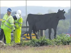  ??  ?? The horses share a similar design to the cows on the nearby Drovers roundabout