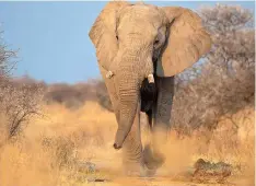 SOUTH African sci­en­tists are study­ing the die-off of ele­phants in Botswana. AARDE Uni­ver­sity of Pre­to­ria |