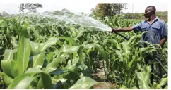  ?? — Picture: Innocent Makawa ?? A peri-urban farmer waters his maize crop along Joshua Mqabuko Nkomo Road in Harare yesterday.