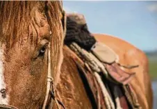  ?? PHOTOS: KATHY GABRIEL PHOTOGRAPH­Y ?? A Mongolian herder’s horse.