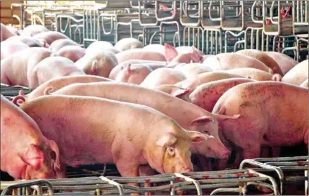  ?? FRESH NEWS ?? Pigs imported from Thailand in Oddar Meanchey province on February 27.