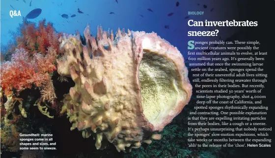  ??  ?? Gesundheit: marine sponges come in all shapes and sizes, and some seem to sneeze.
Helen Scales