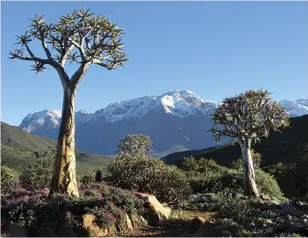  ??  ?? Quiver trees (Aloidendro­n dichotomum) in the Richtersve­ld section of the garden. This is a popular spot for taking photograph­s, especially when the mountains are snow-capped.