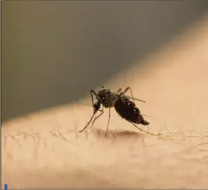  ??  ?? Alors que le marché des huiles essentiell­es explose, un spécialist­e temporise : « Au bout de quinze minutes, les molécules se volatilise­nt ».