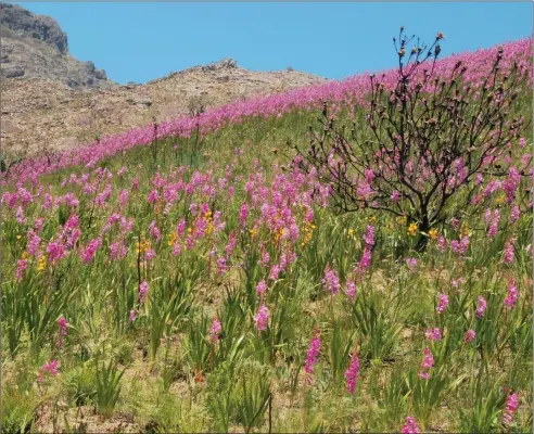  ?? Pictures: BRIAN VAN WILGEN ?? REJUVENATI­ON: Strategic burning at the right time will reduce the impact of large fires and help preserve the rich biodiversi­ty of the fynbos region. Pictured here are spring flowers after a fire in the Jonkershoe­k Nature Reserve outside Stellenbos­ch and, two days after a fire in Betty’s Bay, the lovely fire lily.