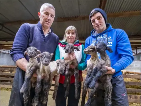  ??  ?? Thomas, Bernie and Gavin Rafter with the six lambs.