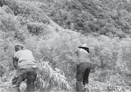  ?? PDEA-CAR photo ?? GREEN GOLD. PDEA agents pluck marijuana plants at Barangay Buscalan, Tinglayan, Kalinga which led to the confiscati­on of over P11 million worth of illegal weed.