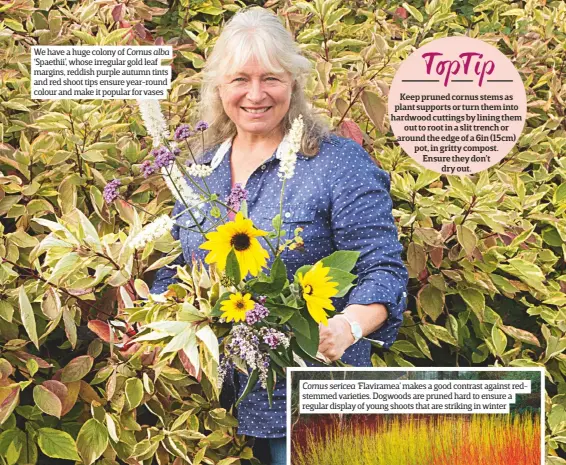  ??  ?? We have a huge colony of Cornus alba ‘Spaethii’, whose irregular gold leaf margins, reddish purple autumn tints and red shoot tips ensure year-round colour and make it popular for vases