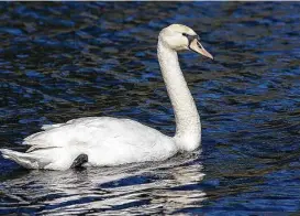  ?? Kathy Adams Clark ?? Nonnative mute swans are the most common swan seen in the Houston area. Most have escaped decorative ponds or aviaries.