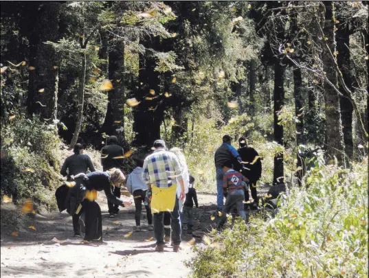  ??  ?? Visitors to the El Rosario sanctuary notice signs asking for quiet as they head into the woods where the butterflie­s cluster on trees.