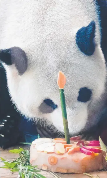  ?? Picture: AFP PHOTO ?? Jiao Qing prepares to tuck into his birthday cake at Berlin Zoo.
