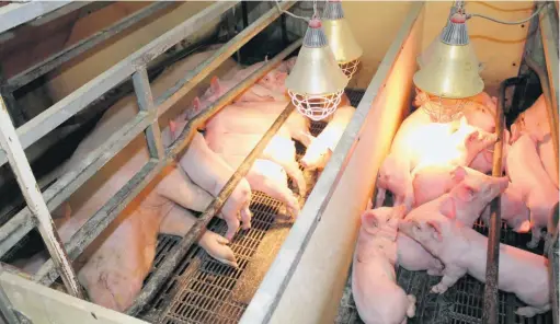  ??  ?? Les maladies comme la DEP ou le Senecaviru­s A menacent toujours la filière porcine. L’EQSP recommande donc de maintenir les mesures de biosécurit­é.