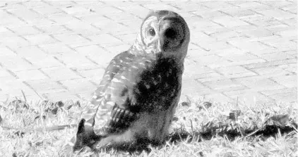  ?? JOE BURBANK/STAFF PHOTOGRAPH­ER ?? A barred owl stations itself adjacent to an armadillo burrow in hopes of getting a snack in a Maitland neighborho­od on Sunday. Barred owls, common in Central Florida, are primarily nocturnal and typically hunt for rodents and small mammals.