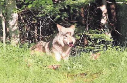  ?? PAUL A. SMITH ?? A gray wolf pauses while eating and dragging a deer carcass into a forest near Laona, Wis.