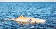  ?? MARINE SECURITY ENFORCEMEN­T TEAM QUEBEC ?? Another North Atlantic right whale has been found floating lifeless in the Gulf of St. Lawrence.