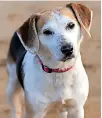  ??  ?? Beagle cross Molly