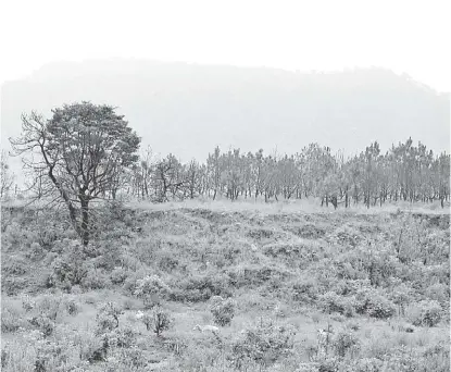  ?? ESPECIAL ?? La prioridad es cuidar la riqueza biológica de La Primavera