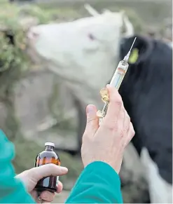  ??  ?? A new bovine tuberculos­is vaccine is being developed.