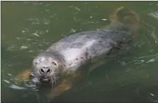  ??  ?? Teatree, a blind grey seal who lives at the centre.