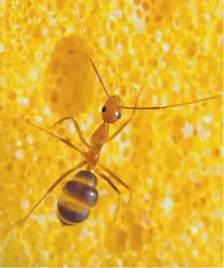  ??  ?? DEVASTATIN­G: The yellow crazy ant poses a threat to vital industries.