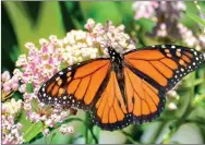  ?? Photo by Terry Stanfill ?? A monarch butterfly was among the colorful visitors at the Eagle Watch Nature Area.