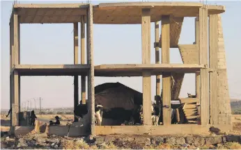  ?? AFP ?? A Syrian family shelters under a partly built home with their tent and cows in Daraa, in the southwest of the country on Saturday after days of heavy bombardmen­t by regime forces