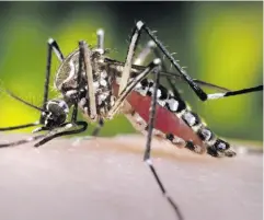  ??  ?? The Aedes aegypti mosquito is one of the world’s most dangerous pests, capable of spreading devastatin­g diseases like dengue, Zika and chikunguny­a.