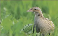  ?? Photo: RSPB. ?? Corncrakes are the land-dwelling relatives of coots and moorhens and one of Scotland’s rarest breeding bird.