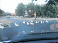  ??  ?? Honk honk or give way? Julian Hughes spotted this at the Rotorua lakefront.