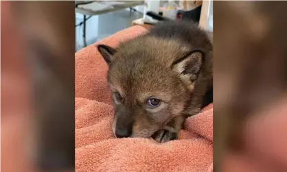  ?? Photograph: Cape Wildlife Center ?? The Cape Wildlife Center says it will raise the coyote with a foster sibling.