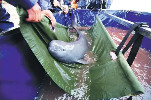  ?? FU JIANBIN / FOR CHINA DAILY ?? A finless porpoise is taken for a physical examinatio­n in Jiangxi province. The species has been classified as “critically endangered”.