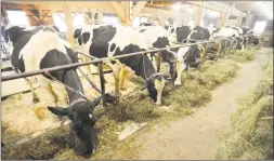  ?? Ben Lambert / Hearst Connecticu­t Media ?? It’s feeding time at Thorncrest Farm & Milk House Chocolates in Goshen.