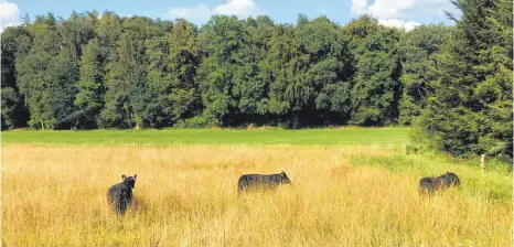 ?? FOTO: SITTNER & STROHMAIER ?? Die Galloway-Rinder fungieren als vierbeinig­e Rasenmäher und grasen ihre Sommerweid­e langsam ab, sodass Insekten immer einen Unterschlu­pf finden.