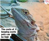  ?? ?? The costs of keeping exotic pets can be high