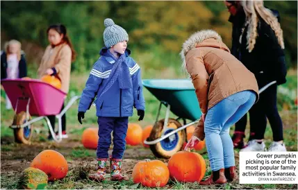  ?? DIYAN KANTARDZIE­V ?? Gower pumpkin picking is one of the most popular family activities in Swansea.