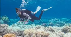  ?? COMPLEX ISSUE: A diver examines bleached coral on the GBR. ??