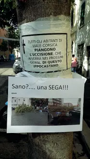  ??  ?? I cartelli affissi sugli alberi dal comitato di viale Corsica e quelli messi da un cittadino ieri dopo il crollo. A destra, l’ippocastan­o caduto tra le auto, sulle strisce pedonali