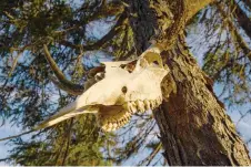  ?? ?? A caribou skull is displayed near the cabin of indigenous Innu caribou researcher Kanapé in the Canadian boreal forest of the La Haute-Côte-Nord municipali­ty west of Baie-Comeau, Quebec.