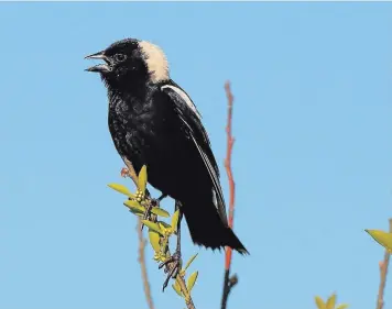  ?? GREG PIASETZKI SPECIAL TO THE EXAMINER ?? Top left: Although bobolinks have declined by 88 per cent, the Kawarthas is still a stronghold for this species.