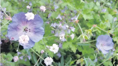  ?? HELEN CHESNUT ?? A trio of three perennials — Geranium ‘Rozanne’ with pink baby’s breath and Calamintha ‘Marvelette Blue’ — has created a light and airy floral combinatio­n that is constantly visited by bees.